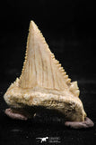 06048 - Strongly Serrated 1.26 Inch Palaeocarcharodon orientalis (Pygmy white Shark) Tooth