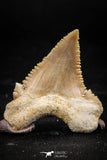 06048 - Strongly Serrated 1.26 Inch Palaeocarcharodon orientalis (Pygmy white Shark) Tooth