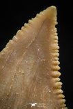 06048 - Strongly Serrated 1.26 Inch Palaeocarcharodon orientalis (Pygmy white Shark) Tooth