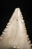06049 - Strongly Serrated 1.27 Inch Palaeocarcharodon orientalis (Pygmy white Shark) Tooth