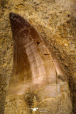 06813 - Beautiful Association of 2 Rooted Mosasaur (Prognathodon anceps) Teeth in Matrix