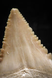 06049 - Strongly Serrated 1.27 Inch Palaeocarcharodon orientalis (Pygmy white Shark) Tooth