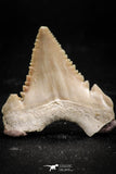 06049 - Strongly Serrated 1.27 Inch Palaeocarcharodon orientalis (Pygmy white Shark) Tooth