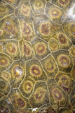 22131 - Devonian 4.64 Inch Polished Fossil Rugose Coral Hexagonaria sp