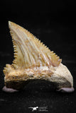 06050 - Beautiful 1.25 Inch Palaeocarcharodon orientalis (Pygmy white Shark) Tooth