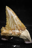 06050 - Beautiful 1.25 Inch Palaeocarcharodon orientalis (Pygmy white Shark) Tooth