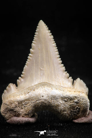 06051 - Finest Quality 1.18 Inch Palaeocarcharodon orientalis (Pygmy white Shark) Tooth