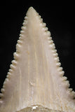 06051 - Finest Quality 1.18 Inch Palaeocarcharodon orientalis (Pygmy white Shark) Tooth