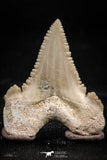 06051 - Finest Quality 1.18 Inch Palaeocarcharodon orientalis (Pygmy white Shark) Tooth