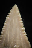 06051 - Finest Quality 1.18 Inch Palaeocarcharodon orientalis (Pygmy white Shark) Tooth