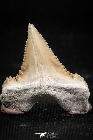 06052 - Finest Quality 1.13 Inch Palaeocarcharodon orientalis (Pygmy white Shark) Tooth