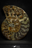 22133 - Cut & Polished 4.85 Inch Cleoniceras sp Lower Cretaceous Ammonite Madagascar - Agatized