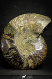22133 - Cut & Polished 4.85 Inch Cleoniceras sp Lower Cretaceous Ammonite Madagascar - Agatized