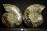 22133 - Cut & Polished 4.85 Inch Cleoniceras sp Lower Cretaceous Ammonite Madagascar - Agatized