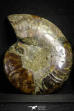 22133 - Cut & Polished 4.85 Inch Cleoniceras sp Lower Cretaceous Ammonite Madagascar - Agatized