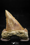 06054 - Top Quality 1.17 Inch Palaeocarcharodon orientalis (Pygmy white Shark) Tooth