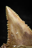 06054 - Top Quality 1.17 Inch Palaeocarcharodon orientalis (Pygmy white Shark) Tooth