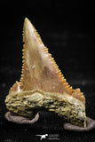 06054 - Top Quality 1.17 Inch Palaeocarcharodon orientalis (Pygmy white Shark) Tooth