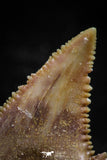 06054 - Top Quality 1.17 Inch Palaeocarcharodon orientalis (Pygmy white Shark) Tooth