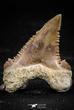 06054 - Top Quality 1.17 Inch Palaeocarcharodon orientalis (Pygmy white Shark) Tooth
