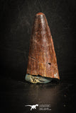 88807 - Top Beautiful 1.53 Inch Spinosaurus Dinosaur Tooth Cretaceous