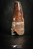88808 - Top Beautiful 1.72 Inch Spinosaurus Dinosaur Tooth Cretaceous