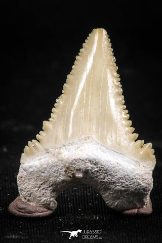 06055 - Top Quality 1.24 Inch Palaeocarcharodon orientalis (Pygmy white Shark) Tooth