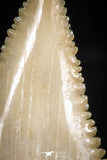06055 - Top Quality 1.24 Inch Palaeocarcharodon orientalis (Pygmy white Shark) Tooth