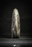 22135 - Great Huge 5.39 Inch Polished Goniatites Devonian Cephalopod