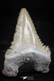 06055 - Top Quality 1.24 Inch Palaeocarcharodon orientalis (Pygmy white Shark) Tooth
