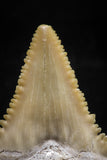 06055 - Top Quality 1.24 Inch Palaeocarcharodon orientalis (Pygmy white Shark) Tooth