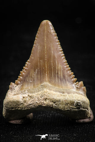 06056 - Top Quality 1.15 Inch Palaeocarcharodon orientalis (Pygmy white Shark) Tooth