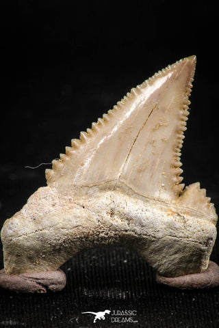 06057 - Top Beautiful 1.18 Inch Palaeocarcharodon orientalis (Pygmy white Shark) Tooth