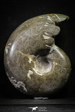 22138 - Beautiful 6.97 inch Shloenbacchia Polished Cretaceous Ammonite Fossil - Khenifra, Morocco