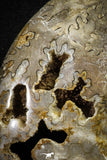 22139 - Beautiful 7.01 inch Shloenbacchia Polished Cretaceous Ammonite Fossil - Khenifra, Morocco