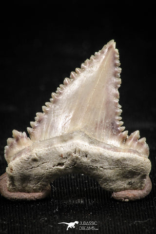 06058 - Top Beautiful 1.10 Inch Palaeocarcharodon orientalis (Pygmy white Shark) Tooth