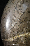 22140 - Beautiful 7.01 inch Shloenbacchia Polished Cretaceous Ammonite Fossil - Khenifra, Morocco