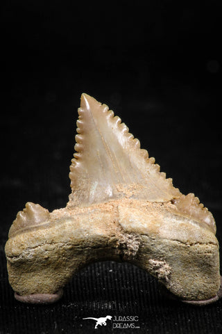 06059 - Top Beautiful 0.99 Inch Palaeocarcharodon orientalis (Pygmy white Shark) Tooth