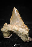 06059 - Top Beautiful 0.99 Inch Palaeocarcharodon orientalis (Pygmy white Shark) Tooth
