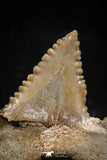 06059 - Top Beautiful 0.99 Inch Palaeocarcharodon orientalis (Pygmy white Shark) Tooth
