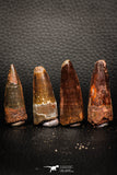 05609 - Great Collection of 4 Spinosaurus Dinosaur Teeth Cretaceous KemKem Beds