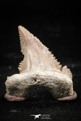 06060 - Top Beautiful 1.11 Inch Palaeocarcharodon orientalis (Pygmy white Shark) Tooth