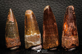 05609 - Great Collection of 4 Spinosaurus Dinosaur Teeth Cretaceous KemKem Beds