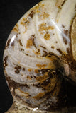 22143 - Beautiful 4.74 inch Nautilus Polished Cretaceous - Khenifra, Morocco