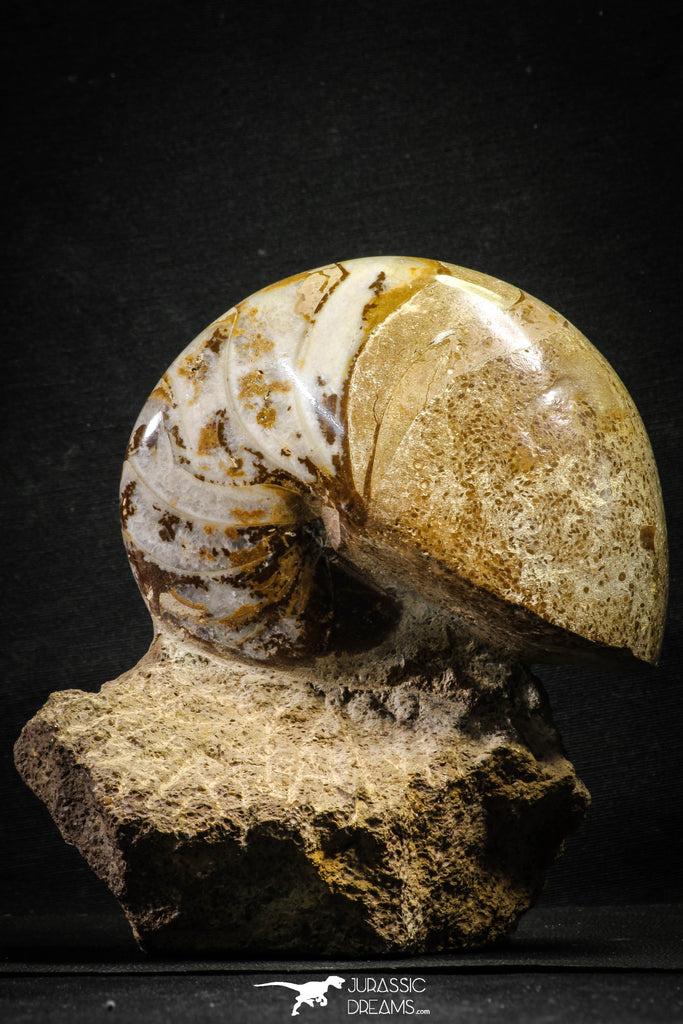 22143 - Beautiful 4.74 inch Nautilus Polished Cretaceous - Khenifra, Morocco