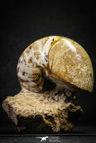 22143 - Beautiful 4.74 inch Nautilus Polished Cretaceous - Khenifra, Morocco