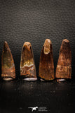 05609 - Great Collection of 4 Spinosaurus Dinosaur Teeth Cretaceous KemKem Beds
