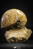 22143 - Beautiful 4.74 inch Nautilus Polished Cretaceous - Khenifra, Morocco