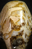 22143 - Beautiful 4.74 inch Nautilus Polished Cretaceous - Khenifra, Morocco