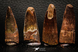 05609 - Great Collection of 4 Spinosaurus Dinosaur Teeth Cretaceous KemKem Beds